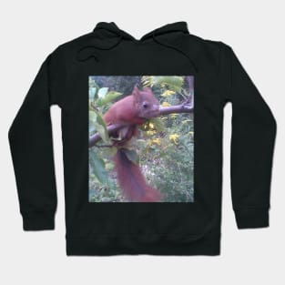 Squirrel-Skiper Hoodie